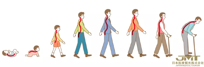 JMT日本医疗-腰痛的新型治疗方法—利用椎间盘的再生医疗技术进行治疗②