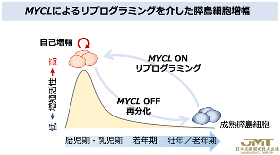 JMT日本医疗——成功增加成熟胰岛细胞-为根治糖尿病，公布了新的再生疗法的可能性①