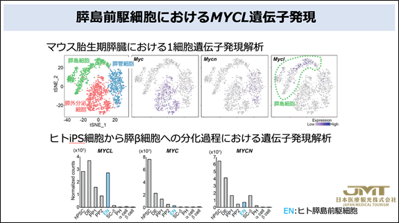 JMT日本医疗——成功增加成熟胰岛细胞-为根治糖尿病，公布了新的再生疗法的可能性②