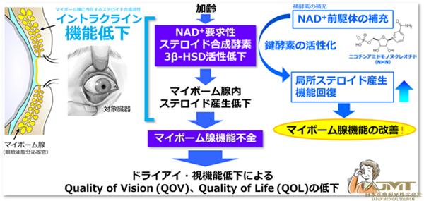 JMT日本医疗——使用新的内分泌机制治疗与年龄有关的眼部疾病，关键是局部激素和昼夜节律的衰老变化①