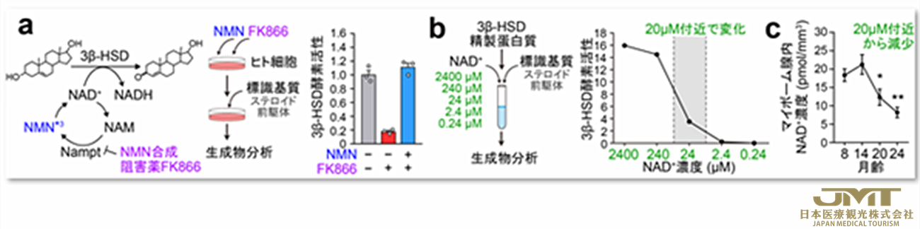 JMT日本医疗——使用新的内分泌机制治疗与年龄有关的眼部疾病，关键是局部激素和昼夜节律的衰老变化②