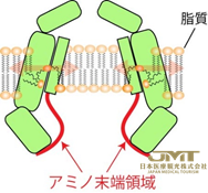 JMT日本医疗——通道（膜蛋白）模型的提议-阻塞通道的“脂质”具有深远的影响②
