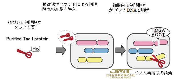 JMT日本医疗——研发新技术“TAQing 2.0”，无需外源引入遗传物质就可改善基因组②