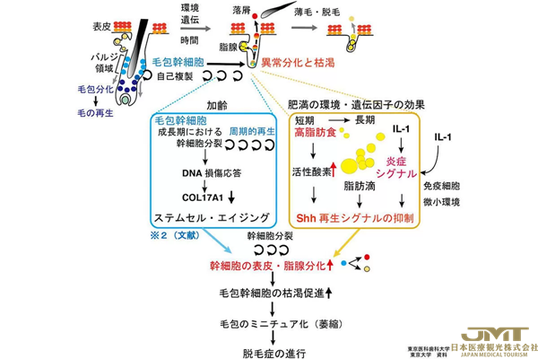 JMT日本医疗——东京医科齿科大学等证实中老年后肥胖会促进脱发和头发稀疏②