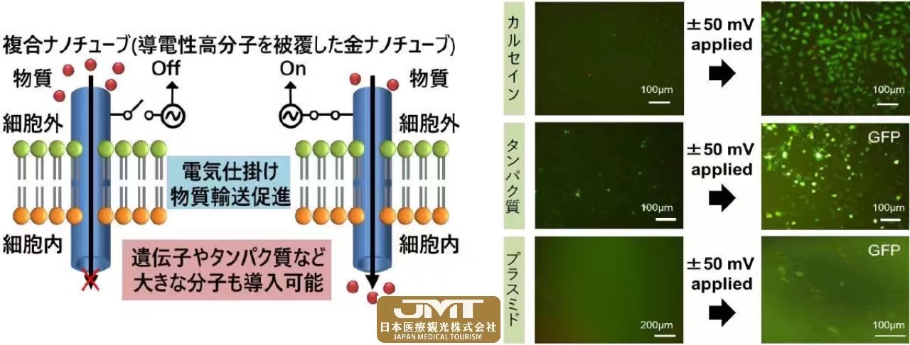 JMT日本医疗——日本早稻田大学等通过改良细胞用注射技术，将30分钟后的细胞存活率提高到95%②