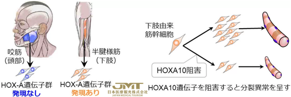 JMT日本医疗——熊本大学等发现“肌肉干细胞”的位置记忆是从胎儿时期就保留下来的②