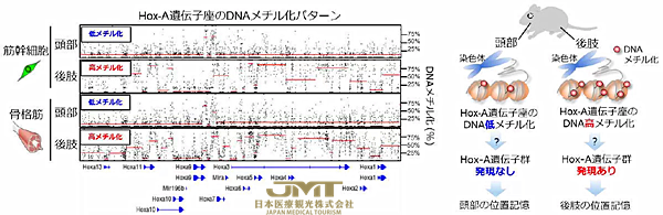 JMT日本医疗——熊本大学等发现“肌肉干细胞”的位置记忆是从胎儿时期就保留下来的②