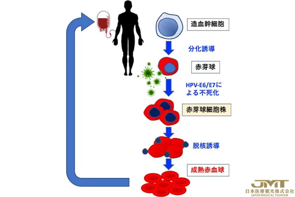 JMT日本医疗——熊本大学建立可以持续生长一年以上并分化成红细胞的无限增殖化成红细胞系