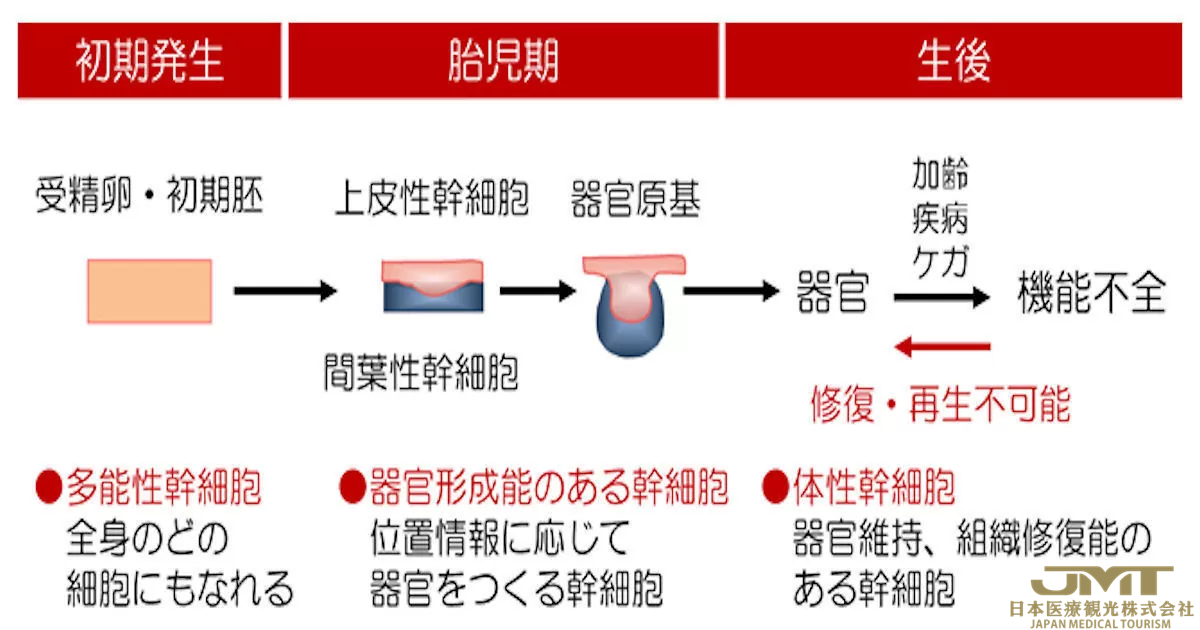 JMT日本医疗——与“器官置换再生医疗”相关的成果-理研确立毛囊干细胞培养方法①
