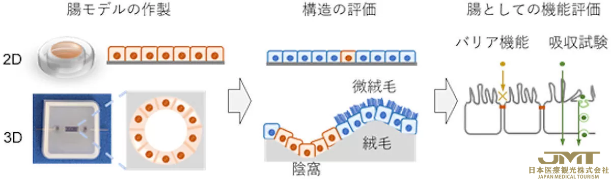 JMT日本医疗——东京大学生产技术研究所成功开发出具有3D结构的“3D肠道芯片”①