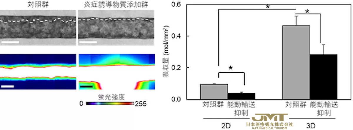 JMT日本医疗——东京大学生产技术研究所成功开发出具有3D结构的“3D肠道芯片”②