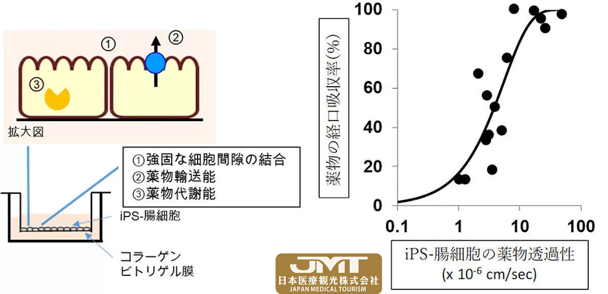 JMT日本医疗——东京工业大学等利用人类iPS细胞成功制作小肠细胞“iPS-肠细胞”