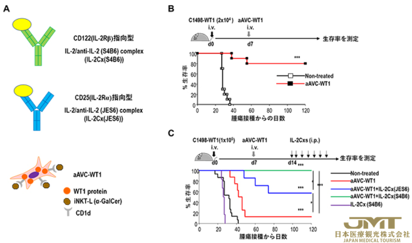 JMT日本医疗——开发aAVC疫苗和IL-2的联合疗法，期待提高进展期癌患者的生存率②
